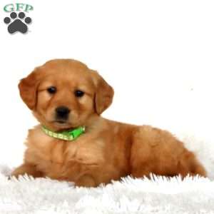 Precious, Golden Retriever Puppy