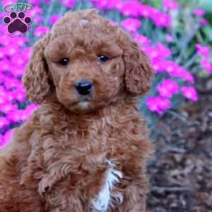 Precious, Mini Goldendoodle Puppy