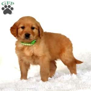 Precious, Golden Retriever Puppy