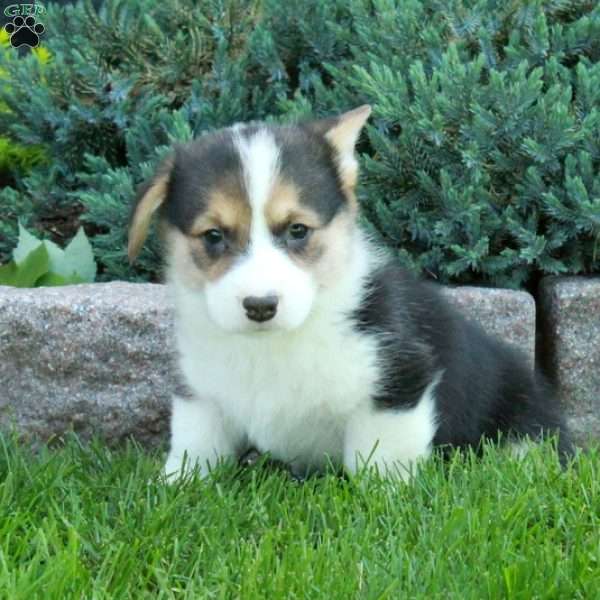 Presley, Pembroke Welsh Corgi Puppy