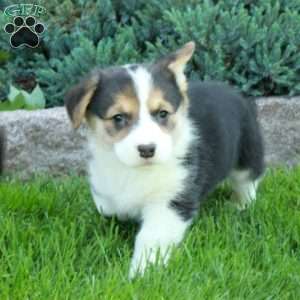 Presley, Pembroke Welsh Corgi Puppy