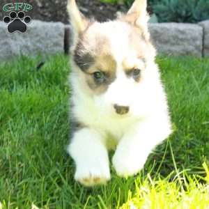 Presley, Pembroke Welsh Corgi Puppy