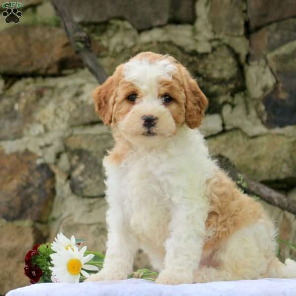 Preston, Cavapoo Puppy
