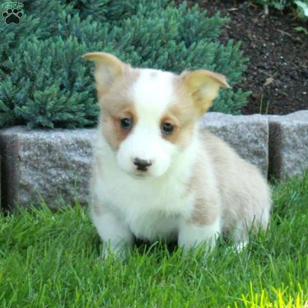 Preston, Pembroke Welsh Corgi Puppy