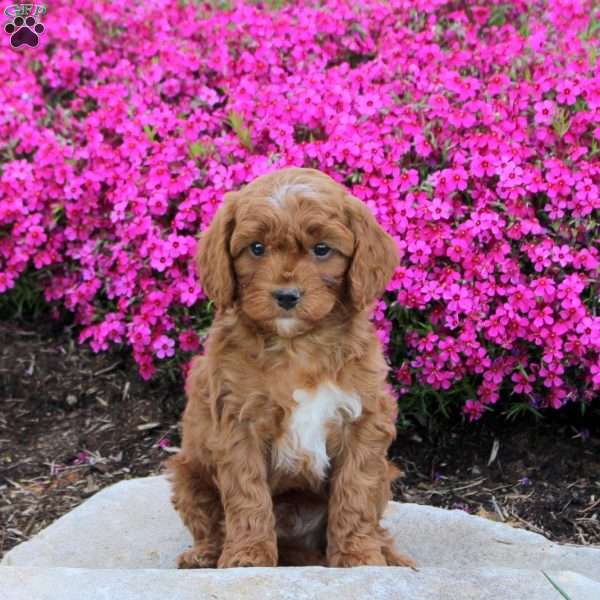 Preston, Cavapoo Puppy