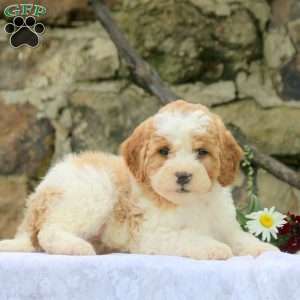 Preston, Cavapoo Puppy