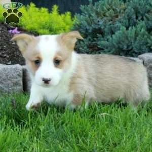 Preston, Pembroke Welsh Corgi Puppy