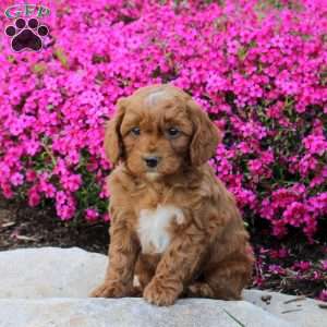 Preston, Cavapoo Puppy
