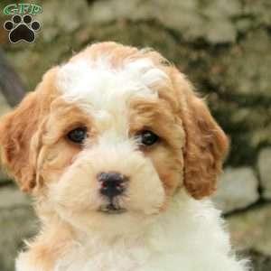 Preston, Cavapoo Puppy