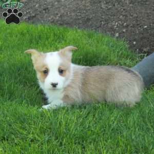 Preston, Pembroke Welsh Corgi Puppy