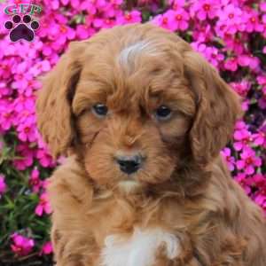 Preston, Cavapoo Puppy