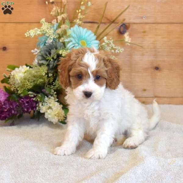 Pretzel, Cavapoo Puppy