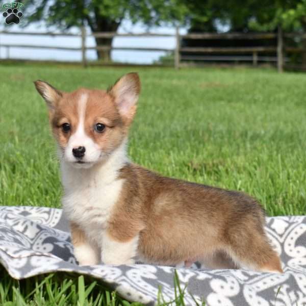 Pretzel, Pembroke Welsh Corgi Puppy