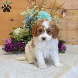Pretzel, Cavapoo Puppy