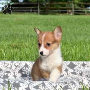 Pretzel, Pembroke Welsh Corgi Puppy