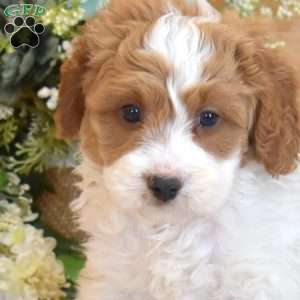Pretzel, Cavapoo Puppy