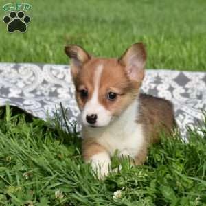Pretzel, Pembroke Welsh Corgi Puppy