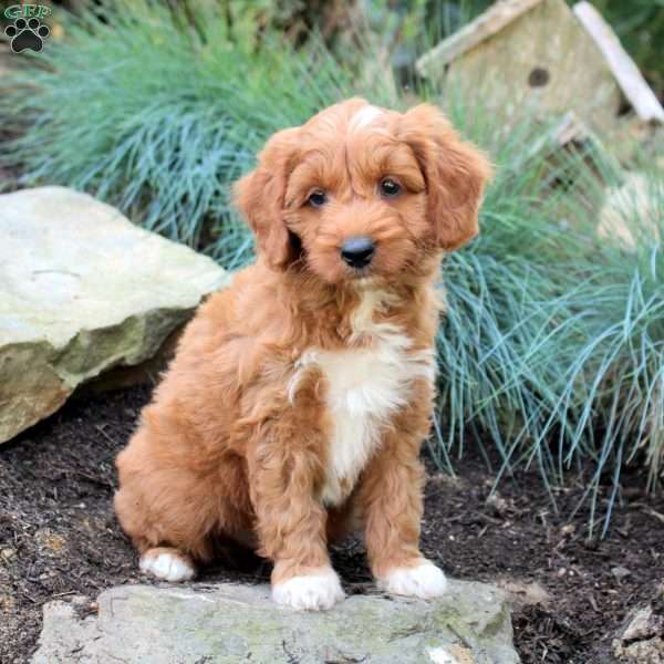 Prince, Mini Goldendoodle Puppy