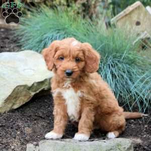 Prince, Mini Goldendoodle Puppy