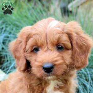 Prince, Mini Goldendoodle Puppy