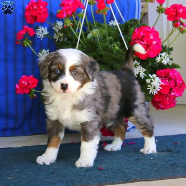 Prince, Mini Bernedoodle Puppy