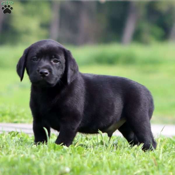 Prince, Black Labrador Retriever Puppy