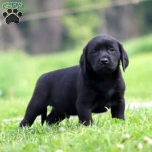 Prince, Black Labrador Retriever Puppy