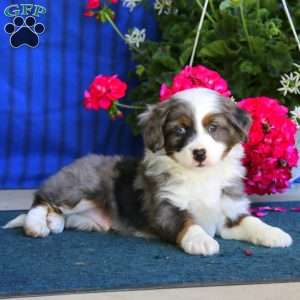 Prince, Mini Bernedoodle Puppy