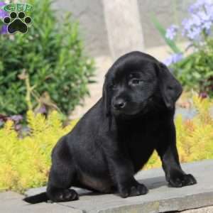 Prince, Black Labrador Retriever Puppy