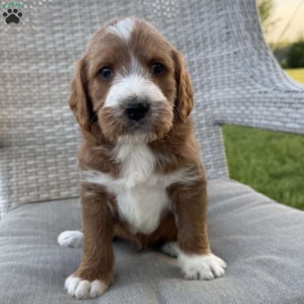 Prince, Labradoodle Puppy