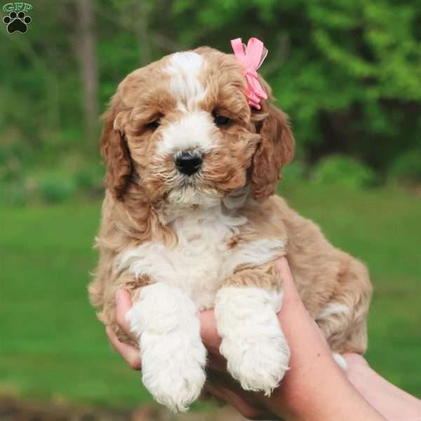 Princess, Mini Labradoodle Puppy