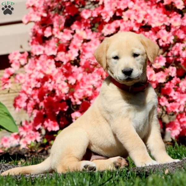 Princess, Golden Retriever Mix Puppy