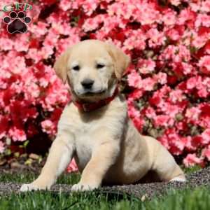 Princess, Golden Retriever Mix Puppy