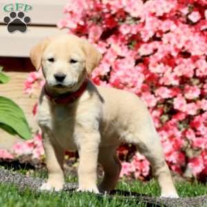 Princess, Golden Retriever Mix Puppy