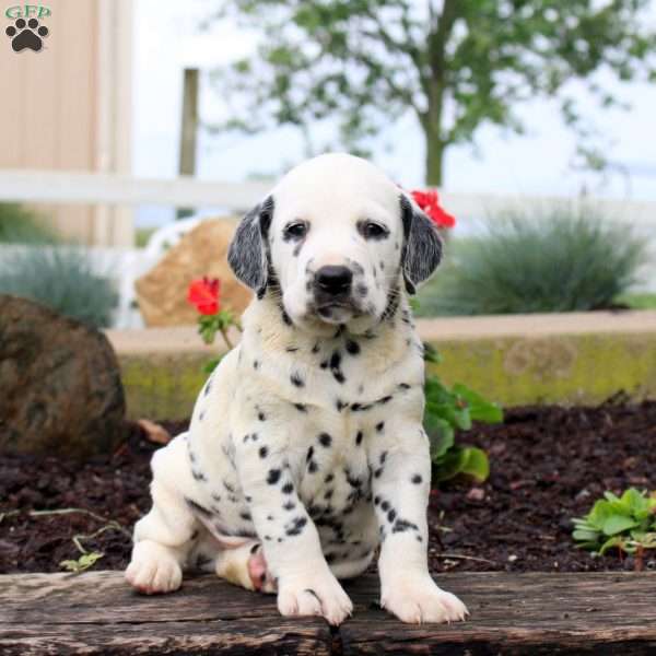 Pringle, Dalmatian Puppy
