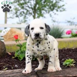 Pringle, Dalmatian Puppy