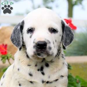 Pringle, Dalmatian Puppy