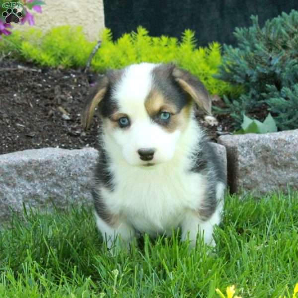 Priscilla, Pembroke Welsh Corgi Puppy
