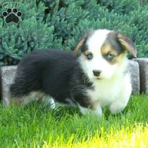 Priscilla, Pembroke Welsh Corgi Puppy