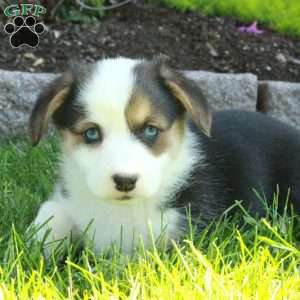 Priscilla, Pembroke Welsh Corgi Puppy