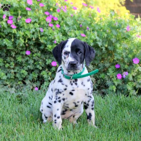 Prissy, Dalmatian Puppy
