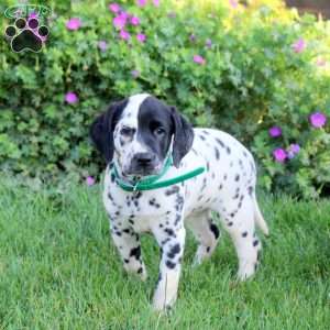 Prissy, Dalmatian Puppy
