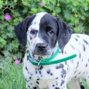 Prissy, Dalmatian Puppy
