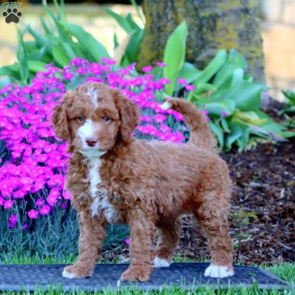 Puff, Mini Goldendoodle Puppy