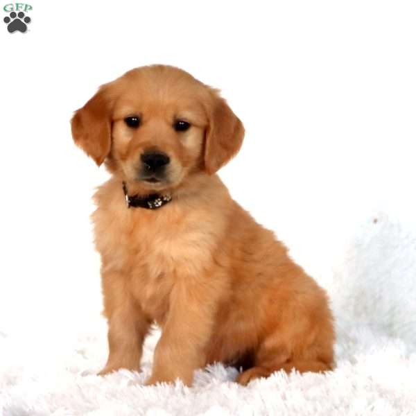 Puff, Golden Retriever Puppy