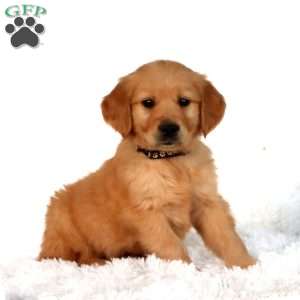 Puff, Golden Retriever Puppy