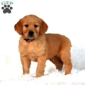 Puff, Golden Retriever Puppy
