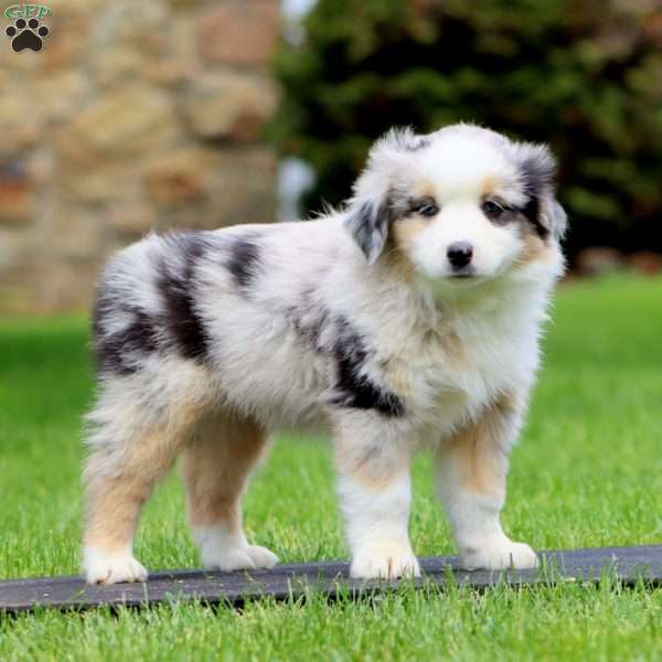 Pugsly, Miniature Australian Shepherd Puppy