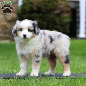 Pugsly, Miniature Australian Shepherd Puppy