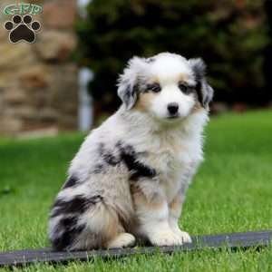 Pugsly, Miniature Australian Shepherd Puppy